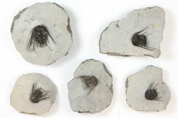 Lot: Spiny Leonaspis Trilobites - Pieces #134118